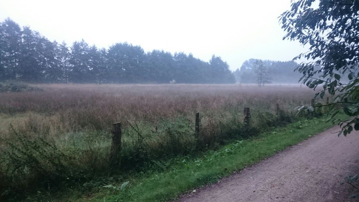 Foggy green