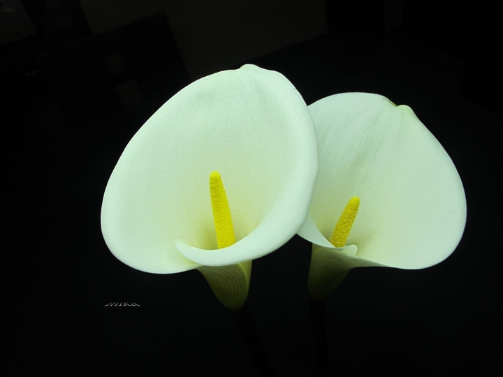 Calla lily   海芋~