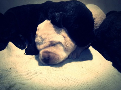 ♡♡♡labrador