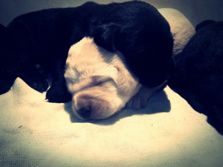 ♡♡♡labrador