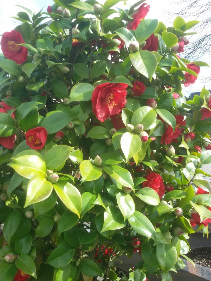 Frühling