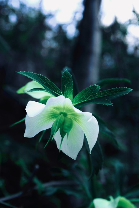 petal, wildflower duvar kağıtları