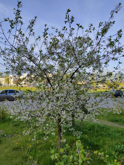 groundcover, Blossom háttérképek