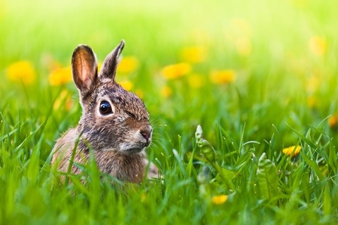 A Rabbit