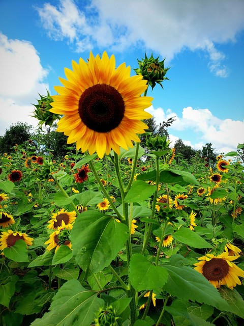 Sunflower,s