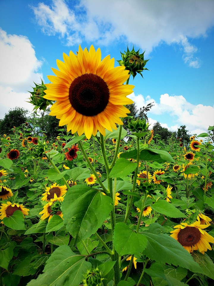 Sunflower,s