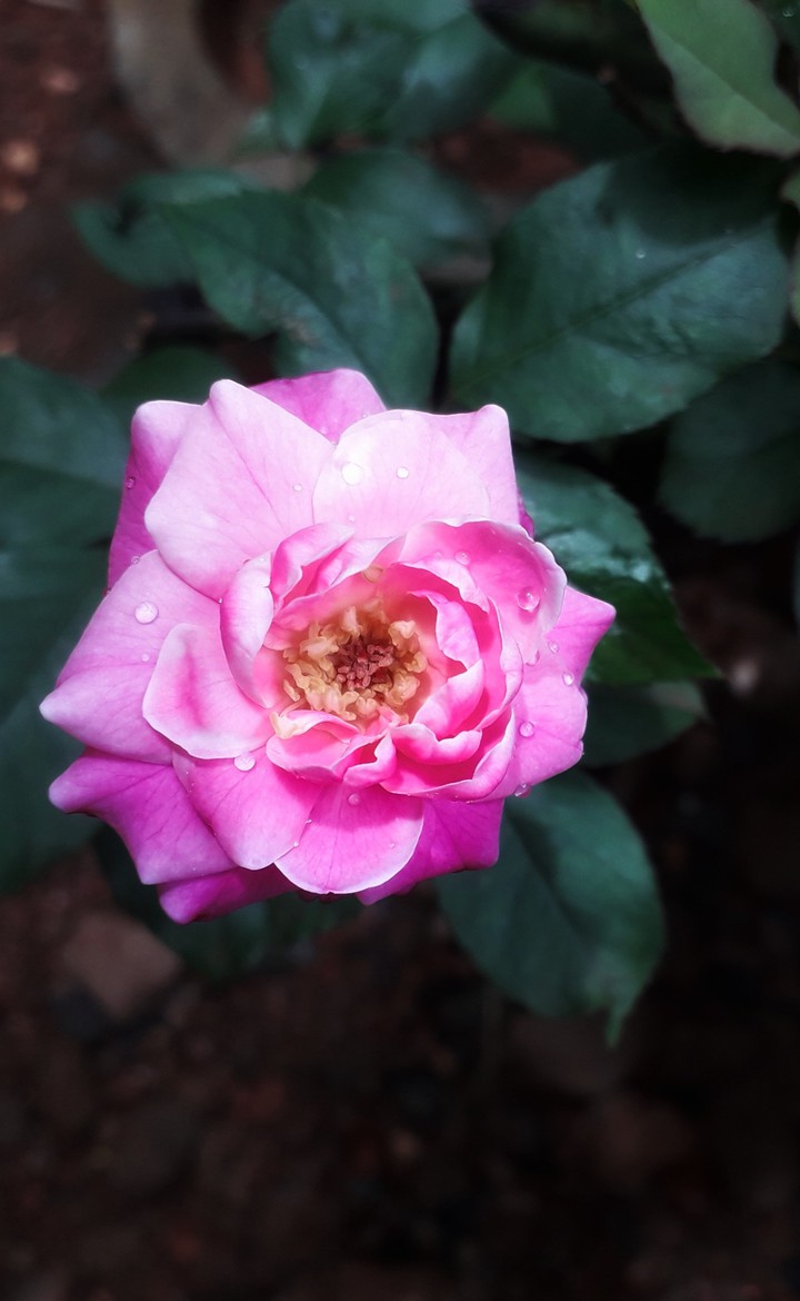 rose