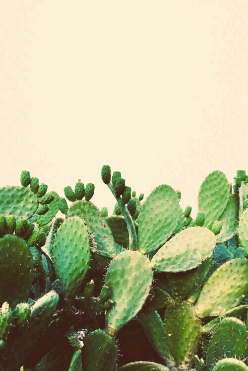 cactus