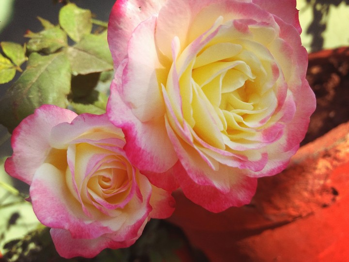 rose