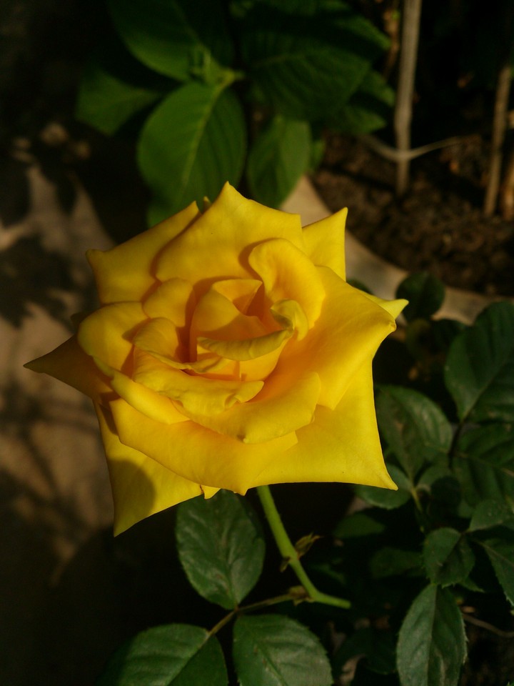 Lady Yellow in the garden