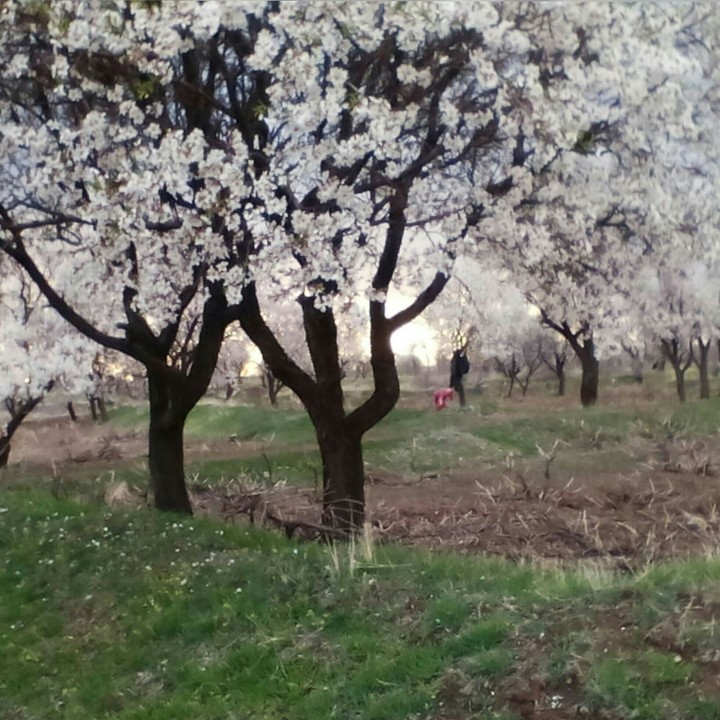 spring
