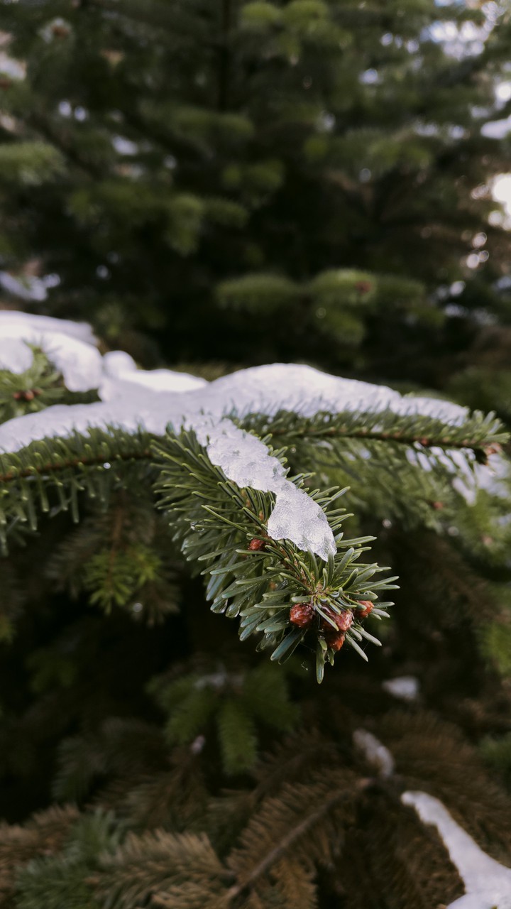 ❄️?