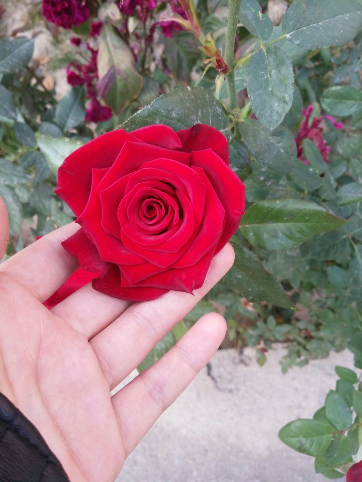Rose