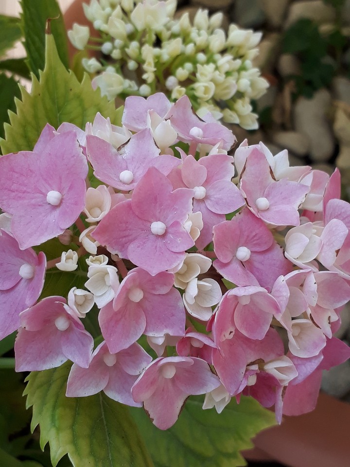 tiny pink flowers