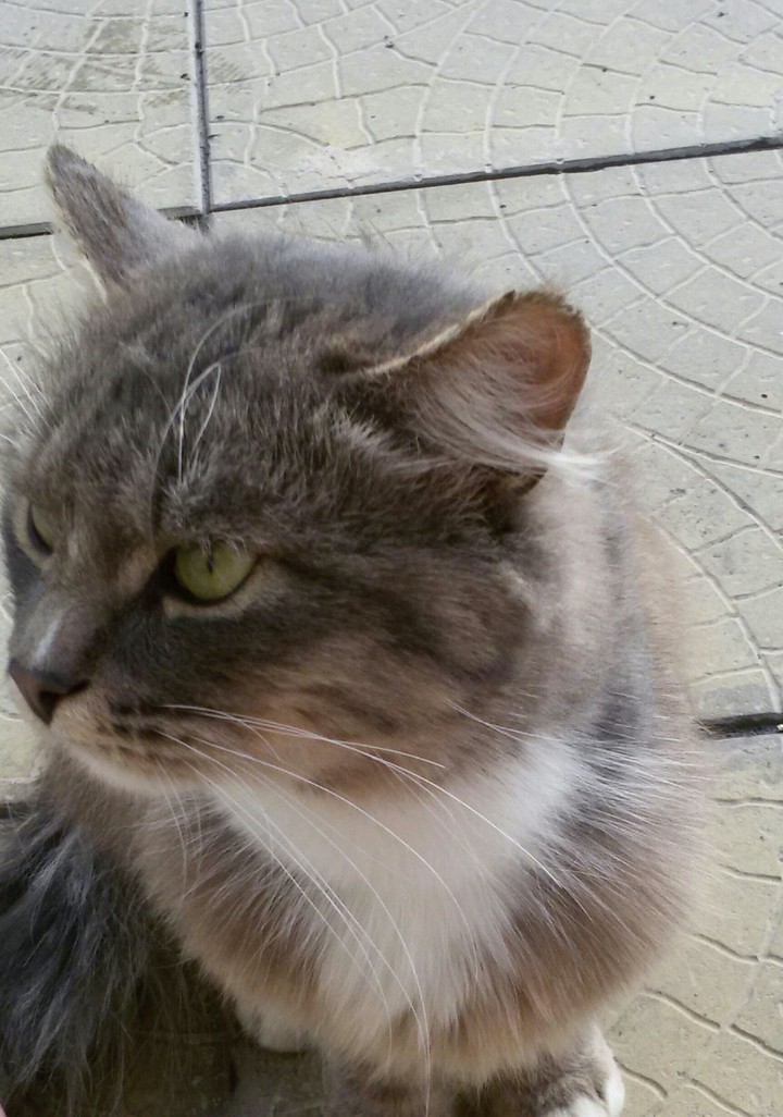 кошка