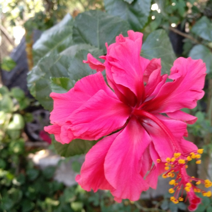 HIBISCUS