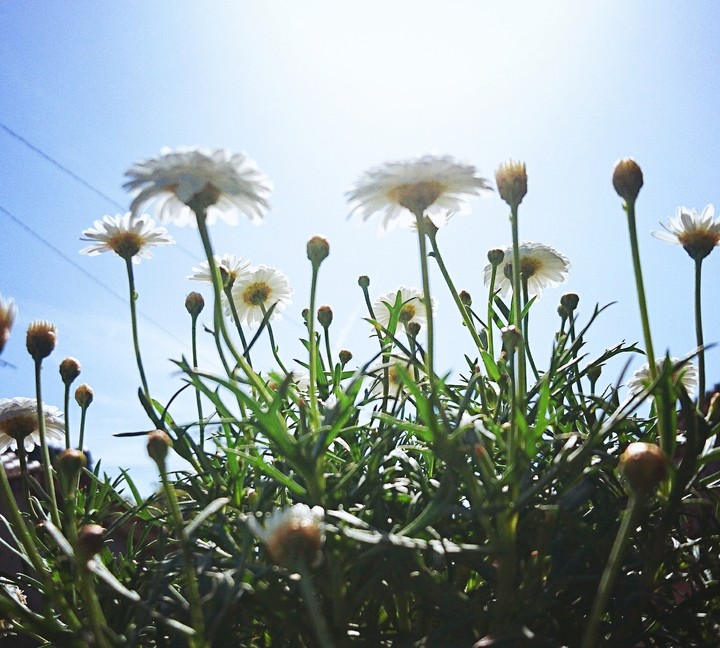 flower