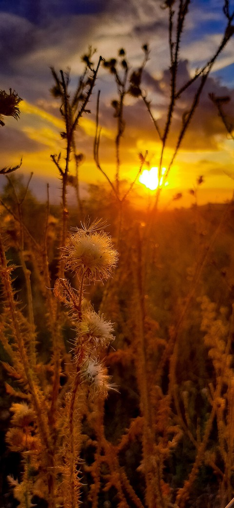 flower, nature壁紙