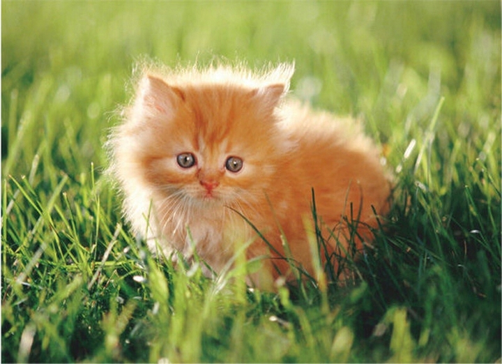 cute cat