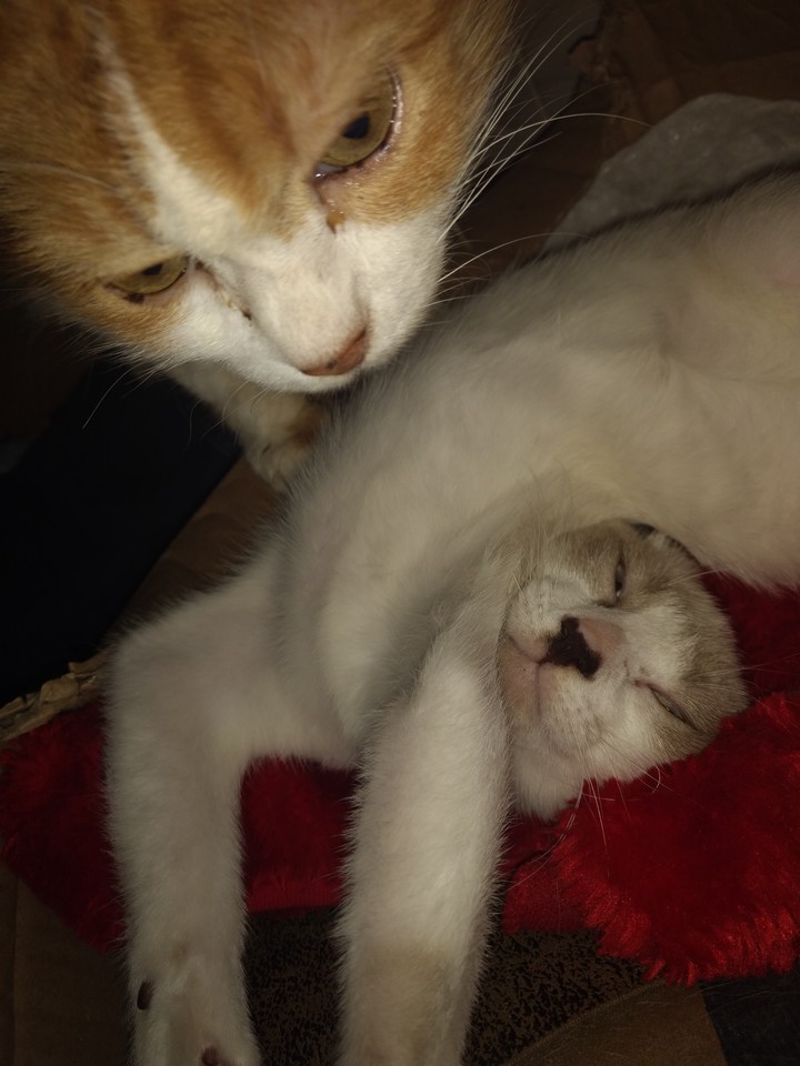 Anita e Juninho 
