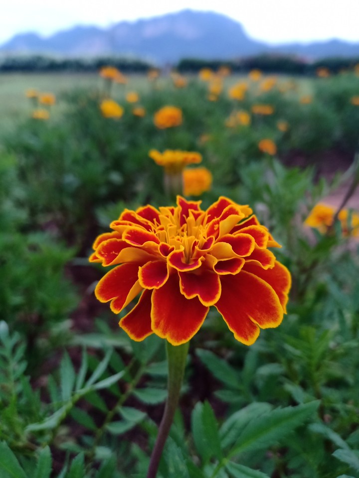 flower