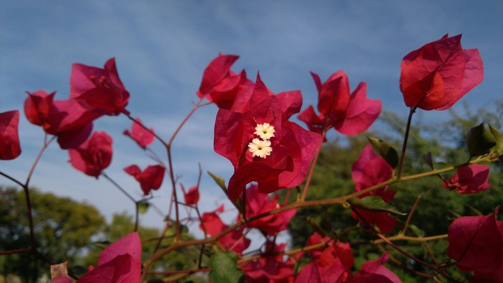 Flower