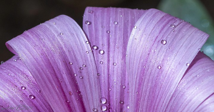 Petals
