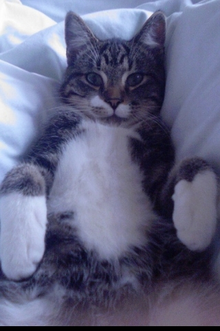 chat