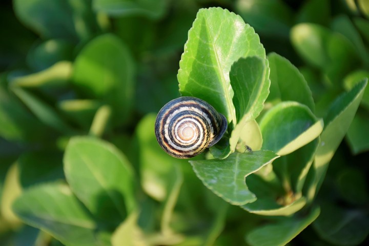 Snail