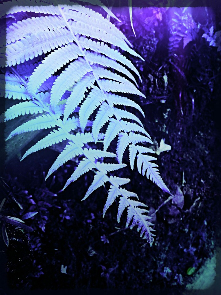 dương xỉ