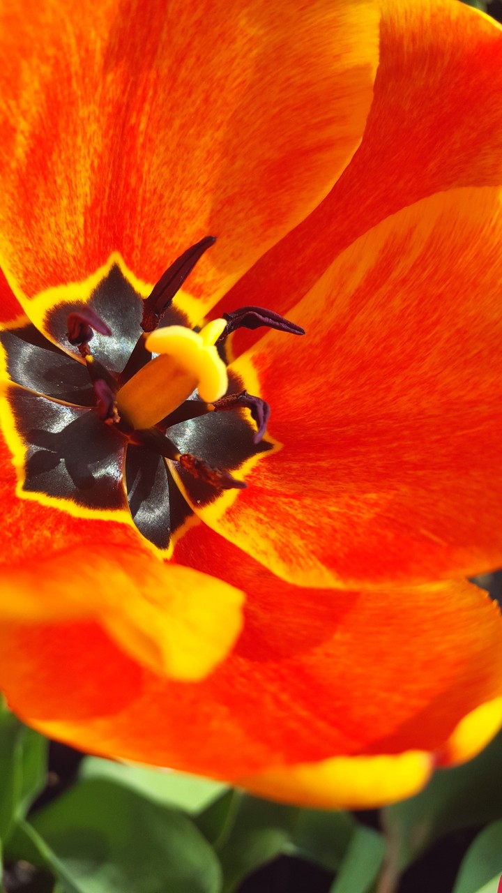 tulip