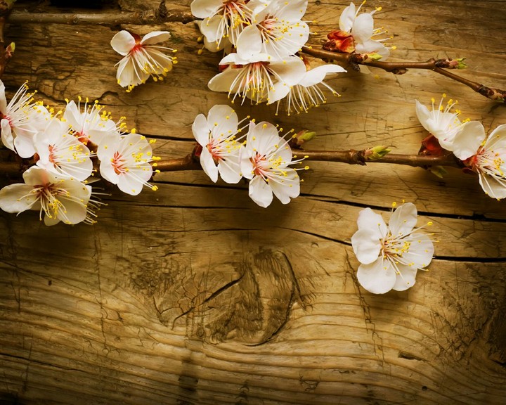 Blossom on wood