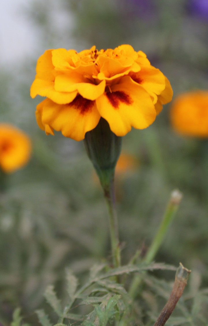 beautiful flowers
