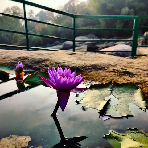 Nature