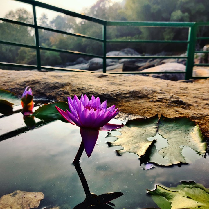 Nature
