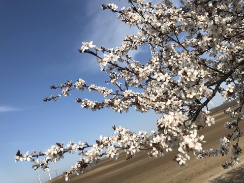 Blossom