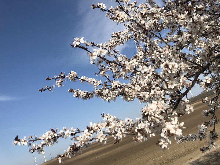 Blossom