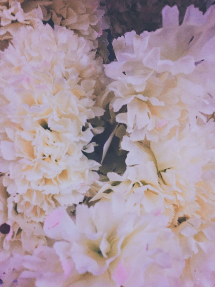 Bloom
