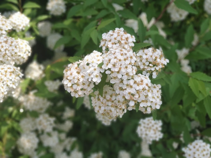 flower in spring