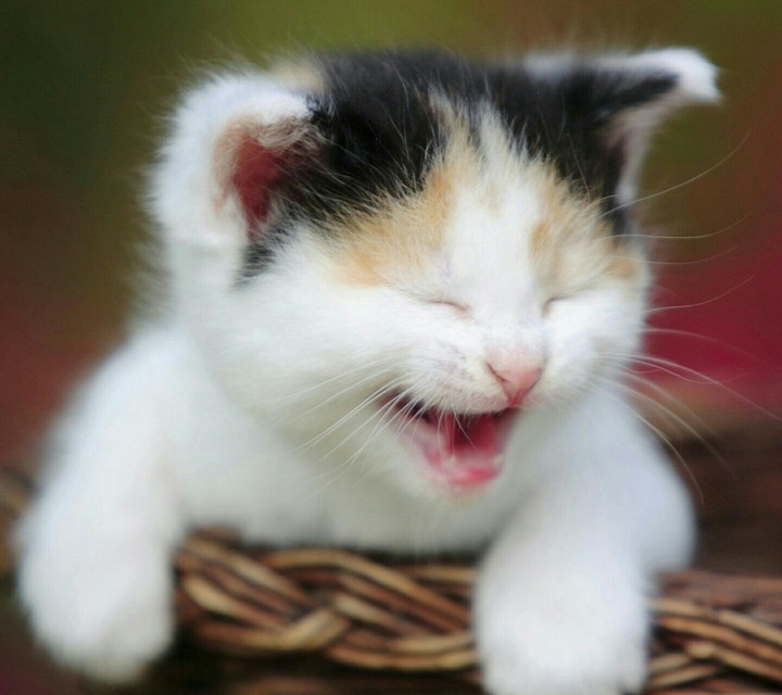 Look at this...it is so cute