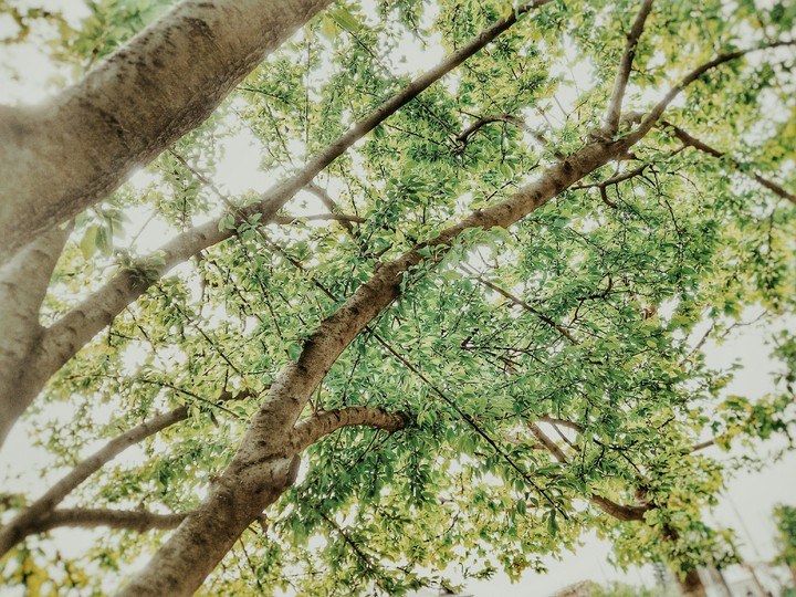 trees