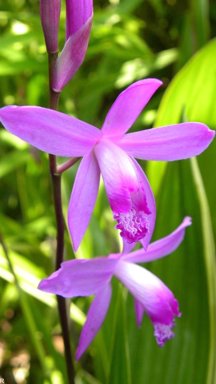 beautiful flower