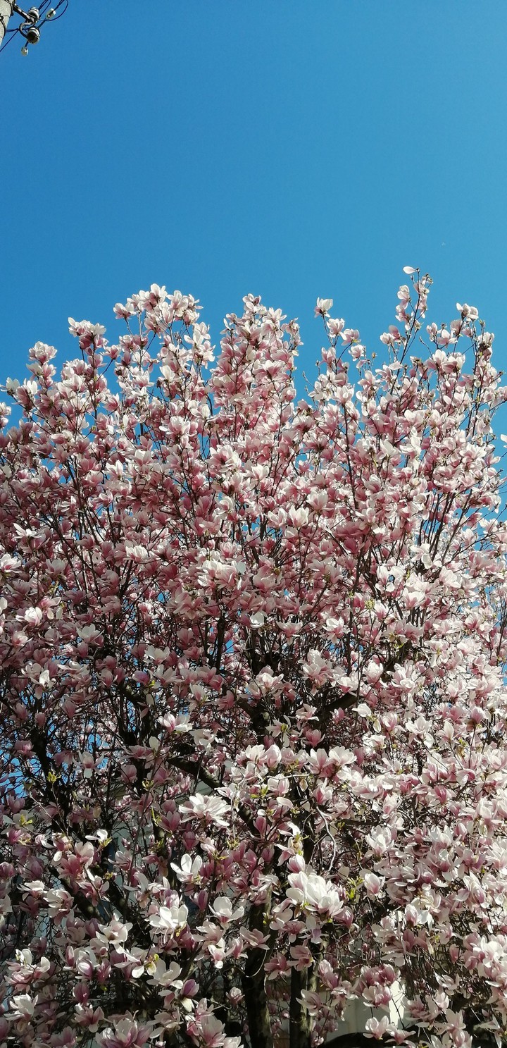Magnolia