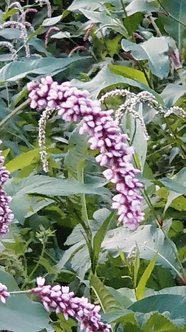 Flowers nearby