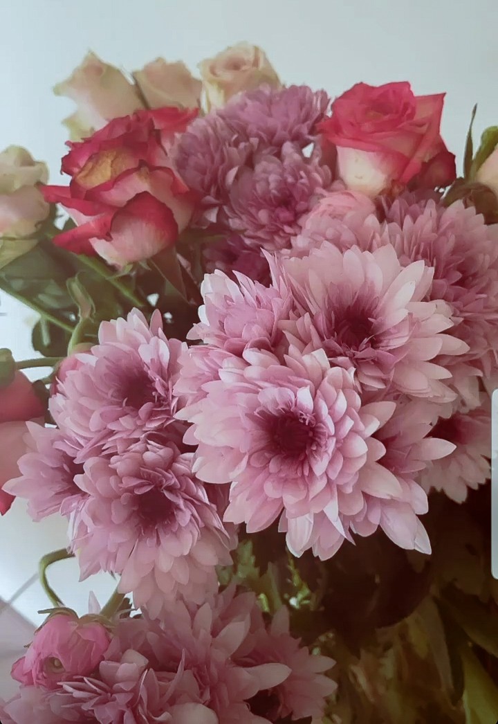 Pink flowers