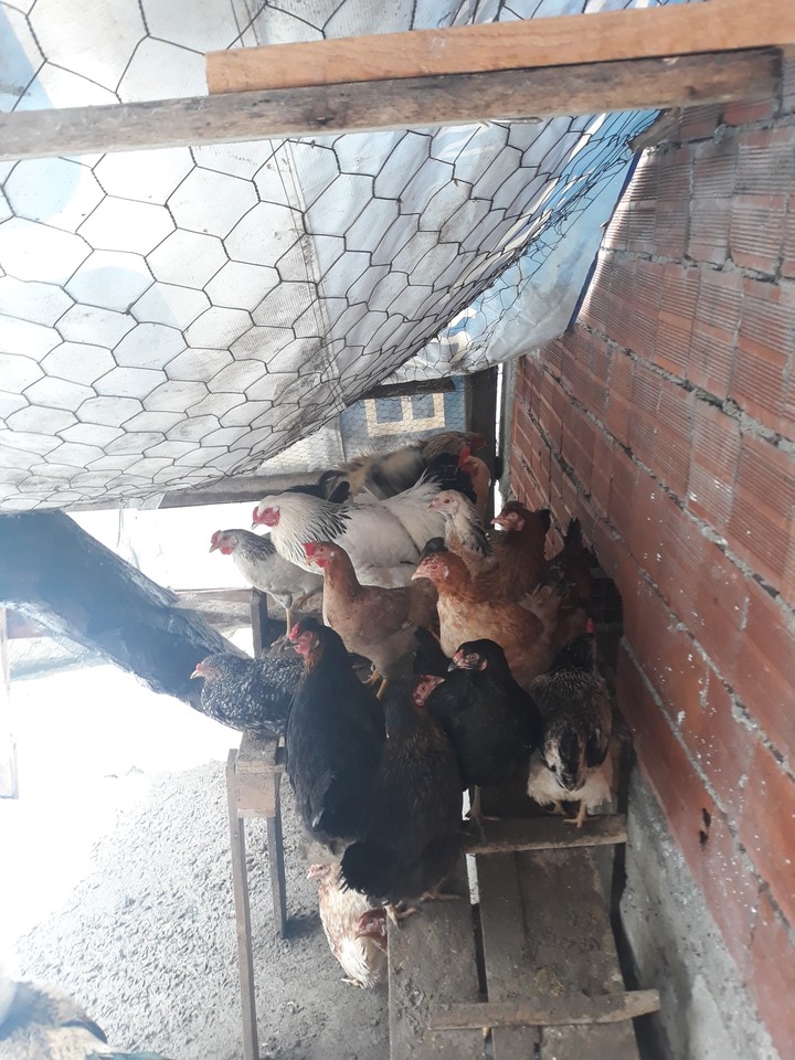Tavuk Chicken