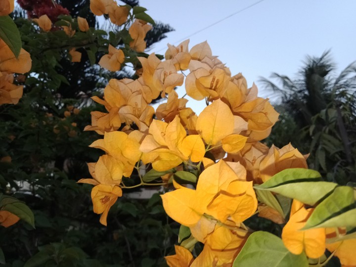 yellow