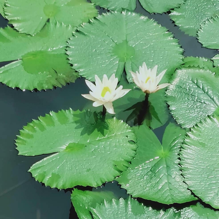 white lilly Kerala