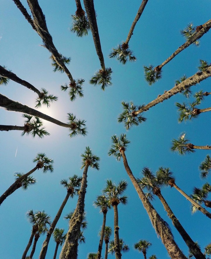 Palms