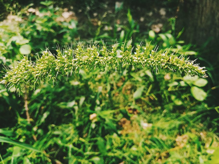 grassy